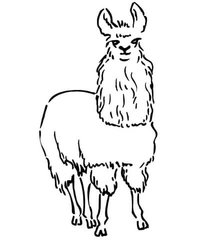 South American Llama Coloring Page